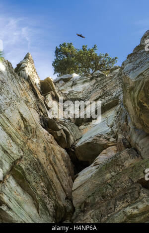 Jusqu'à la quartzite métamorphique d'un arbre au sommet de la grande région de Pinnacle Mountain State Park Pilote. Caroline du Nord Banque D'Images