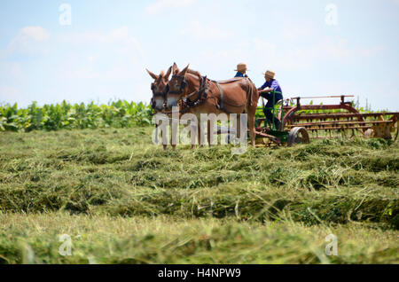 Deux garçon pays amish agriculteurs avec les mules arizona USA Banque D'Images