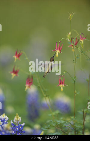 Colibri à gorge noire (Archilochus alexandri), mâle adulte se nourrit de fleurs Ancolie (Aquilegia canadensis rouge) ,Texas Banque D'Images