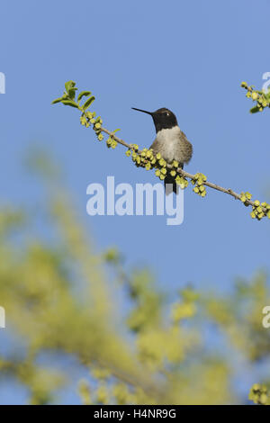 Colibri à gorge noire (Archilochus alexandri), mâle adulte, perché sur le Texas en fleurs kaki (Diospyros texana), Texas Banque D'Images