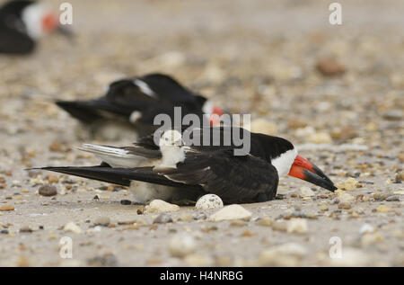 Skimmer Rynchops niger (noir), avec de jeunes adultes, Port Isabel, Laguna Madre, South Padre Island, Texas, États-Unis Banque D'Images