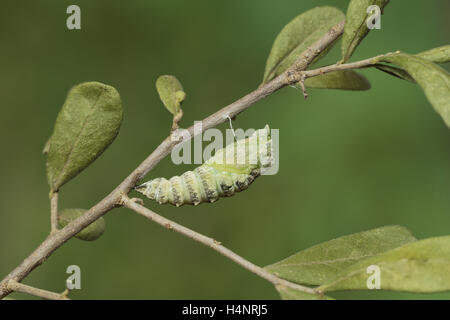 Black Papilio polyxenes), Caterpillar se nymphoser dans chrysalis, série , Hill Country, Texas, États-Unis Banque D'Images