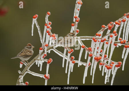 Bruant familier (Spizella passerina), adulte perché sur la branche glacée de Possum Haw Holly (Ilex decidua) avec des baies, Texas Banque D'Images