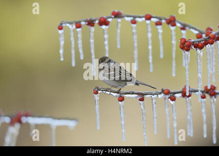 Bruant familier (Spizella passerina), adulte perché sur la branche glacée de Possum Haw Holly (Ilex decidua) avec des baies, Texas Banque D'Images