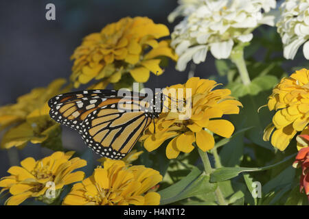 Monarque (Danaus plexippus), adulte se nourrit de Zinnia fleur, Hill Country, Texas, États-Unis Banque D'Images