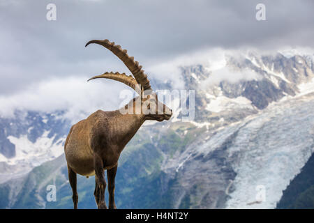 Bouquetin des Alpes (Capra ibex) dans le Mont-Blanc, France Banque D'Images