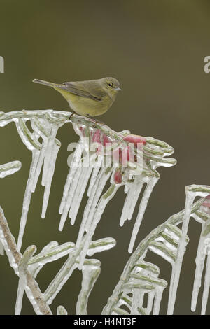 Paruline verdâtre (Vermivora celata), adulte perché sur la branche glacée de Noël (cholla Cylindropuntia leptocaulis), Texas Banque D'Images