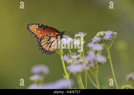 Reine (Danaus gilippus), adulte se nourrit de fleurs de Gregg's Mistflower (Conoclinium greggii), Hill Country, Texas, États-Unis Banque D'Images