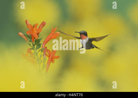 Colibri à gorge rubis (Archilochus colubris), homme en vol se nourrissant d'Azur chèvrefeuille (Tecoma capensis) fleur, Texas Banque D'Images