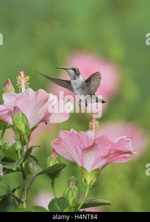 Colibri à gorge rubis (Archilochus colubris), jeune mâle en vol se nourrissant de fleurs d'Hibiscus, Hill Country, Texas, États-Unis Banque D'Images