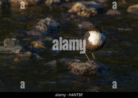 Balancier (Cinclus cinclus) perché sur un rocher sur une rivière Stoney Banque D'Images