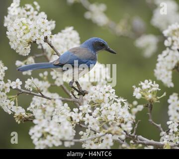 Western Scrub-Jay (Aphelocoma californica), adulte perché sur fleurs de prunier (Prunus mexicaine mexicana, Hill Country, Texas, États-Unis Banque D'Images
