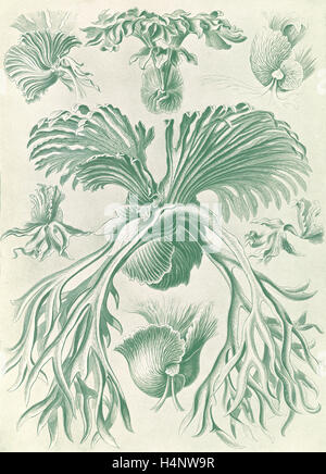 L'illustration montre les fougères. Filicinae. - Laubfarne, 1 : impression photomécanique couleur feuille ; 36 x 26 cm., 1904. Ernst Haeckel