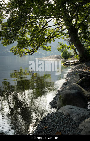 Sycomore sur la rive d'Ullswater, Lake District, Cumbria, Royaume-Uni. Banque D'Images