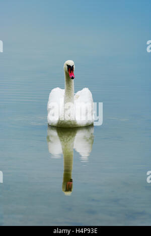 Un livre blanc cygne muet natation dans Drestwo lake. La province de Heilongjiang, au nord-est de la Pologne. Banque D'Images