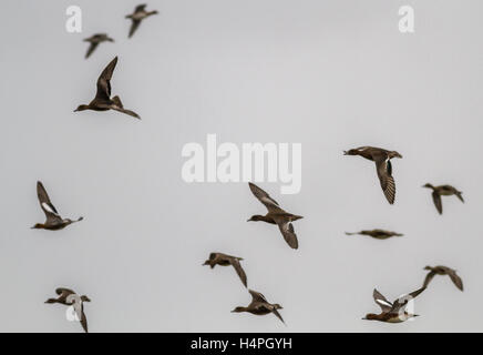 Troupeau de canards d'Amérique (Anas penelope) à Loch Strathbeg, près de Fraserburgh, Ecosse, Royaume-Uni Banque D'Images