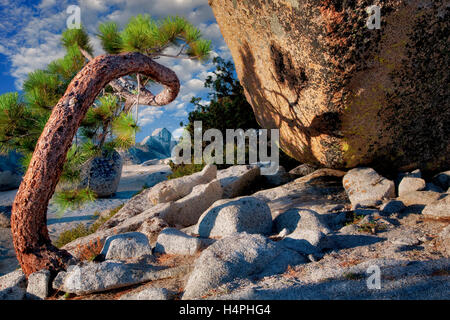 Demi Dôme vu par arbre tordu. Yosemite National Park, Californie Banque D'Images