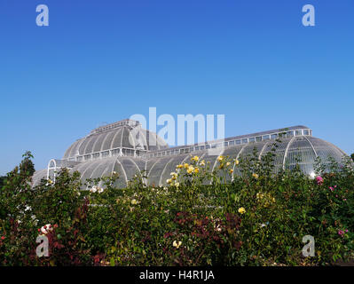 Vue d'été de la Palm House avec des roses à l'avant-plan, Kew Gardens, Kew, Londres Banque D'Images