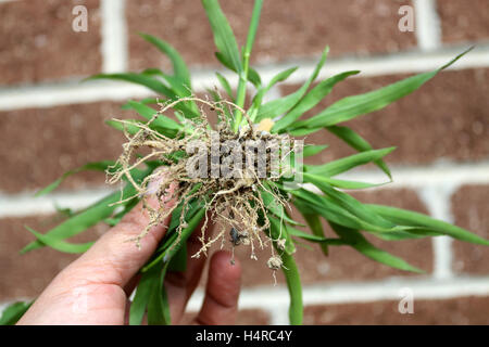 Close up of Hand holding grass avec racines contre brick wall Banque D'Images