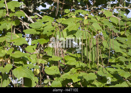 Catalpa bignonioides gousses. Banque D'Images