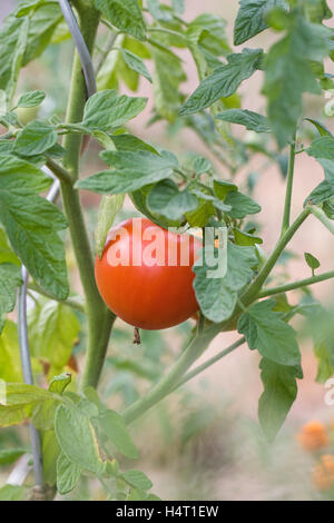 Lycopersicon esculentum. Le mûrissement de la tomate sur la vigne. Banque D'Images