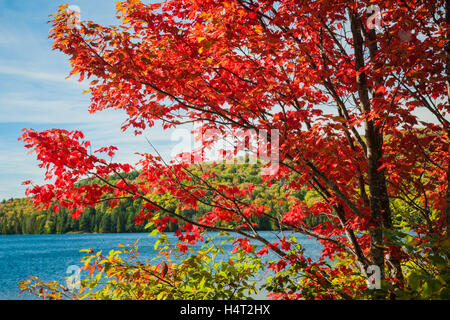 Automne érable rouge avec feuillage de l'automne sur les rives du lac bleu calme dans le parc provincial Algonquin, Canada, lors d'une journée ensoleillée Banque D'Images
