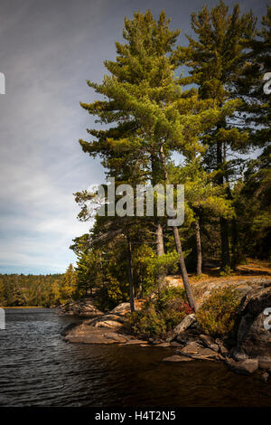 Grands pins sur un lac avec ciel couvert ciel nuageux dans le parc provincial Algonquin, Canada Banque D'Images