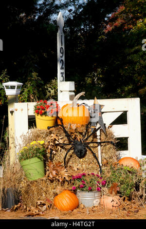 Décoration automne plein air avec des citrouilles, foin, spider et fleurs Banque D'Images