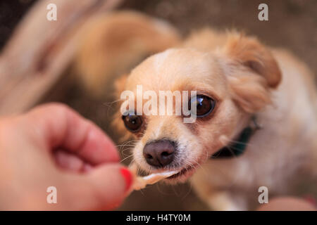 Petite blonde aux cheveux long Chihuahua dog avec de grands yeux implore pour avoir de la nourriture Banque D'Images