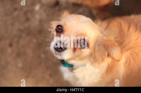 Petite blonde aux cheveux long Chihuahua dog avec de grands yeux implore pour avoir de la nourriture Banque D'Images