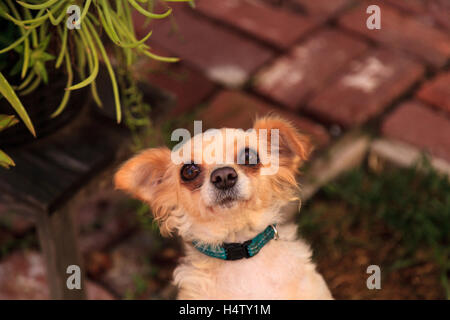 Petite blonde aux cheveux long Chihuahua dog avec de grands yeux implore pour avoir de la nourriture Banque D'Images