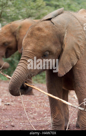 Young Elephant jouant avec un Stick Banque D'Images