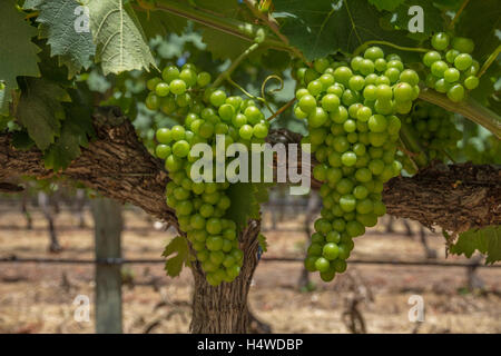 Les raisins pour le vin blanc sur vine, près de Cape Town, Afrique du Sud Banque D'Images