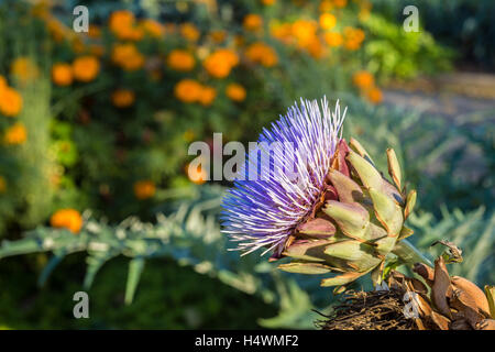 L'artichaut culture des fleurs dans le jardin Banque D'Images