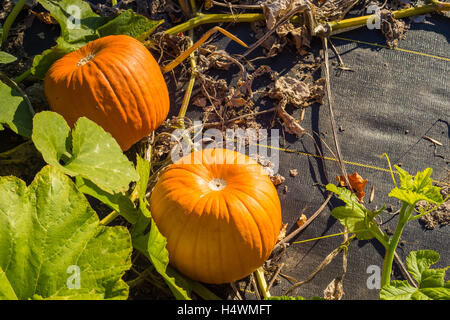 Orange citrouille poussant dans le jardin Banque D'Images