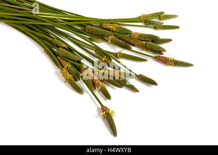 Studio shot close up de tiges vertes feuilles et gousses de graines matures d'herbe sauvage sur fond blanc Banque D'Images