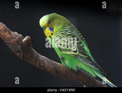 Perruche mâle Perruche australienne (Melopsittacus undulatus) sur un fond noir Banque D'Images