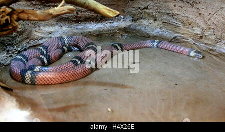 Lait Nord Mexicaine ( serpent Lampropeltis triangulum) Banque D'Images