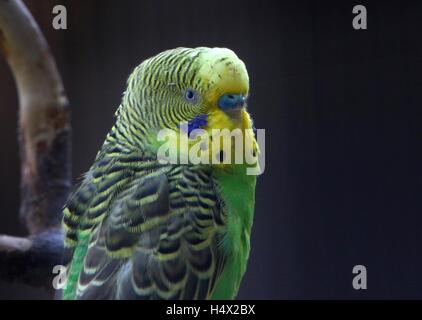 Perruche Perruche australienne (Melopsittacus undulatus) Banque D'Images