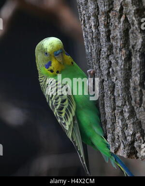 Perruche mâle Perruche australienne (Melopsittacus undulatus Banque D'Images