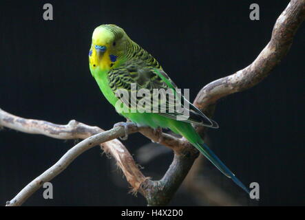 Perruche mâle Perruche australienne (Melopsittacus undulatus), face à l'appareil photo Banque D'Images