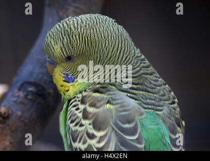 Perruche mâle Perruche australienne (Melopsittacus undulatus) en close-up, vu de derrière Banque D'Images