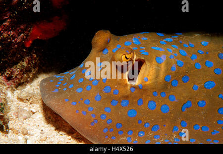 Blue-spotted stingray (Taeniura lymma), de la mer Rouge, Djibouti, Afrique Banque D'Images