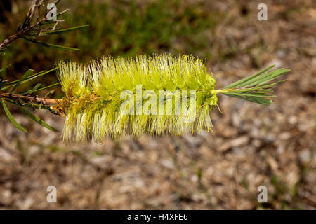 Superbe & rare de fleurs duveteux vert d'arbustes indigènes australiens Callistemon viridiflorus, bottlebrush fleur sur fond brun Banque D'Images