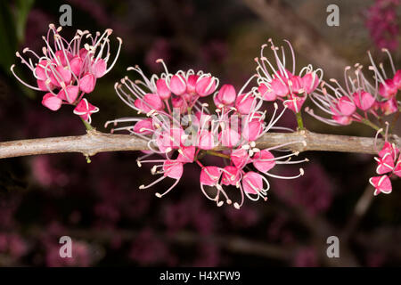 Grappe de fleurs rose vif inhabituelle de Euodia elleryana australiennes indigènes corkwood, sur un fond sombre de l'arbre Banque D'Images