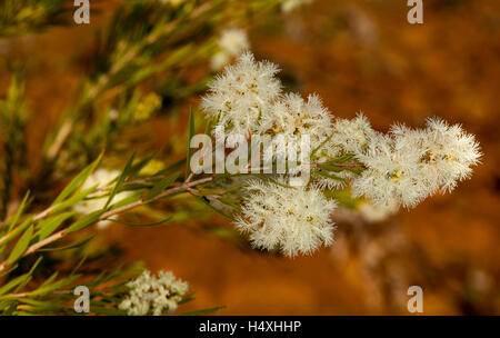 Grappe de fleurs blanc crème moelleux & feuilles de Melaleuca linariifolia, trichostachya / fleurs sauvages de l'Australie sur fond sombre Banque D'Images