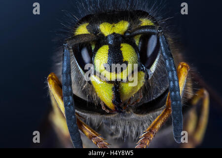 Macro extrême de la tête de la Guêpe (Vespula Vulgaris) visage sur sur un fond sombre, à l'avant Banque D'Images