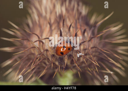 Coccinelle sur une usine à sec Banque D'Images