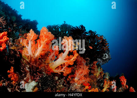 Coral reef avec les coraux mous, Raja Ampat, l'Irian Jaya, en Papouasie occidentale, Indo-Pazific, Indonésie, Asie du Sud, Asie Banque D'Images