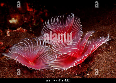 Feather Duster worms (Sabellastarte sp.) Bali, Océan indien, Indonésie Banque D'Images